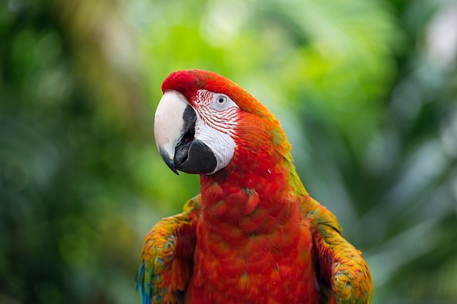 tropical