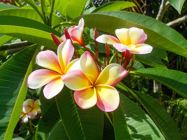 hawaiian